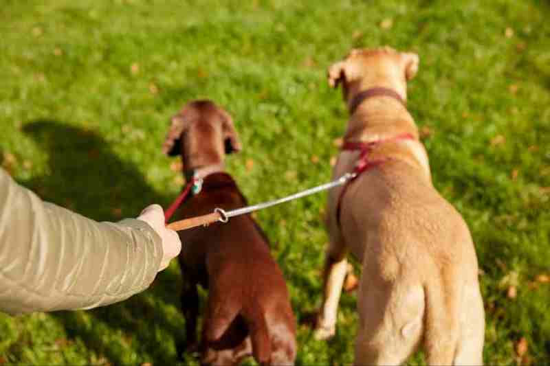 Reasons Why It Makes Sense To Hire Professional Dog Walkers